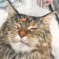 猫が『水』を嫌がるのはなぜ？慣れてもらうための方法3つ