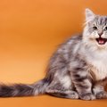 猫の気持ちは『鳴き方』でわかる！4つのパターンとその意味