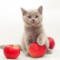 猫はりんごを食べてもいいの？与え方と注意点を解説