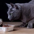 猫の食事の与え方と気をつけるべき点