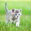 猫の足の速さは『時速48km』！？2つの速い理由と身体の秘密