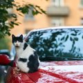 猫バンバンステッカーを貼る理由と入手方法
