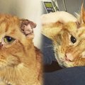 悲しげな表情の保護猫……家族と出会い変化した姿に涙