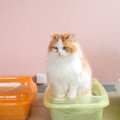 猫がもつ『トイレのこだわり』3選！飼い主にできる環境作りとは