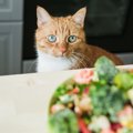 猫にレタスを食べさせても大丈夫？含まれる栄養と正しい与え方