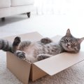 猫を安心させる7つの方法！リラックスできる快適な生活環境とは？