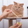 猫が『膀胱炎』になると表れる4つの症状