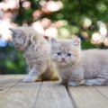『大きくならない猫種』5選！小柄な猫の特徴・魅力・飼い方の注意点を…
