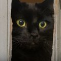 【コラ映画猫】アウルキティの「シャイニング」。この恐怖に耐えられ…