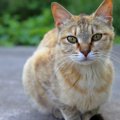 猫の毛艶が良くない原因とその対処法３つ