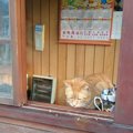 台湾にある猫の村「猴硐（ホウトン）」に行ってきました！
