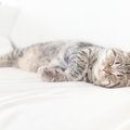 猫が『部屋の真ん中』で眠るのはなぜ？3つの意味