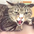 「最近噛みつくから」飼い主の手で保健所に持ち込まれた猫