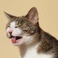 猫が『吐く』のを減らすにはどうしたらいい？7つの方法