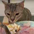  美味しそうな魚を前に猫ちゃんたちの反応は…？