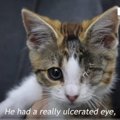 左目にひどい潰瘍…でも隻眼の猫トレバーは元気いっぱい！
