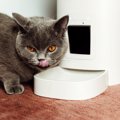 猫用の「自動給餌器」って便利？選ぶ際のポイントや、使うときの注意…