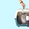 猫にとって『入院』はストレス？負担を軽減する方法や準備すべきこと5つ