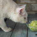 猫は『キャベツ』を食べてOK？与え方や注意点
