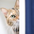 『人見知りな猫』がする行動３選！日々の生活でできる克服法とは？