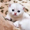 猫の『涙やけ』が気になる…涙やけが起きるメカニズムや治療・ケア方法