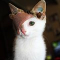 4つの耳を持つ子猫『リトル・フランキー』