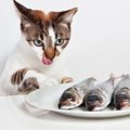 「猫は魚が好き」は日本だけ？！与え方には要注意！