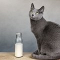 下痢の原因にも…猫に「牛乳」がNGな2つの理由　どうしてもミルクをあ…