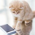 新たなる猫の癒し系アプリ「ねこ釣り」とは