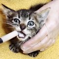 土嚢袋に詰め込まれた子猫…仲間のSOSサインで緊急救出へ！