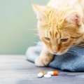 動物看護師が解説！猫ちゃんに上手にお薬を飲ませる方法