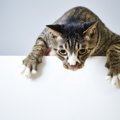 壁紙を保護！猫の爪とぎやオシッコ行為の対策と便利な商品3つ