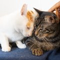 猫が『しょんぼり』としていたら…5つの心理と飼い主ができる対処法