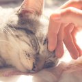 猫がすりすりしてくる4つの理由と対処法
