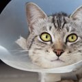 猫の『病院嫌い』を脱する方法５つ