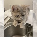 『洗い物、大丈夫にゃ？』不安そうに洗い物を見守る猫ちゃん「困り顔…