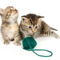 猫はなぜ「紐」を誤飲しやすいの？3つの理由や飲み込みやすい猫のタイ…