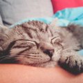 猫が飼い主にあごを乗せて眠る６つの心理