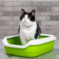 猫にとって快適な『良いトイレ』の条件4つ　状態や場所、猫砂の種類……