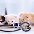 子猫が病気になっている時の6つのサインと対処法