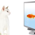 猫が『テレビ』を見つめるのはなぜ？3つのワケ