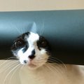 『にゃんにゃんとう』！恵方巻きに変身した猫がTwitterで大人気♡