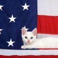 アメリカの猫８種類！特徴や性格