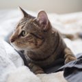 猫が飼い主の服の上で寝るのはなぜ？５つの理由