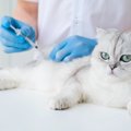 愛猫のワクチン接種ができない！コロナ禍の影響でワクチン不足が深刻…