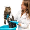 猫のフケ対策シャンプーおすすめ10選！原因や選び方、お手入れ方法を…