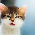 猫が『しかめっ面』になるのはなぜ？5つの原因をチェック！