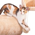 猫のためのアスレチック！おすすめ商品と自作の方法