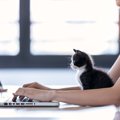 猫にとって『在宅勤務』がストレスになる3つの理由！飼い主が取るべき…