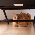猫の『人見知り』を克服する方法５つ